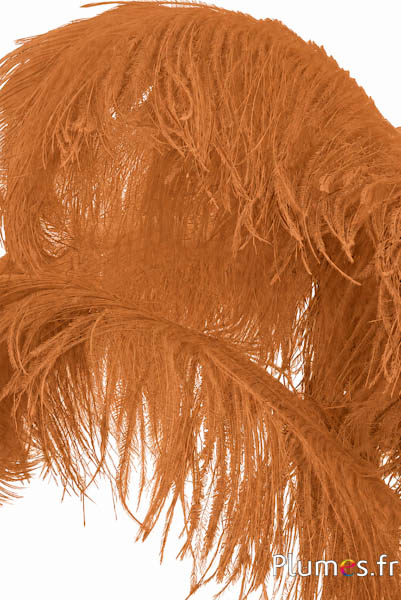 Struisvogel premium - 50-60 cm - cognac
